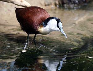 Afrikanisches Blatthühnchen (Actophilornis africana)