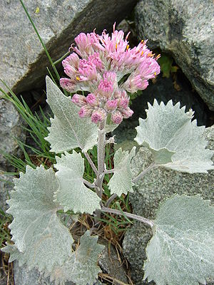 Adenostyles leucophylla.JPG