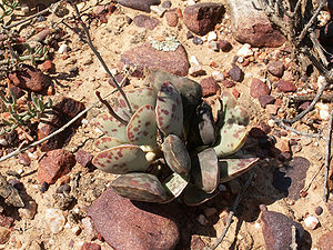 Adromischus triflorusin der Kleinen Karoo nahe Barrydale in der südafrikanischen Provinz Westkap