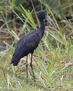 African Openbill (Anastomus lamelligerus).jpg