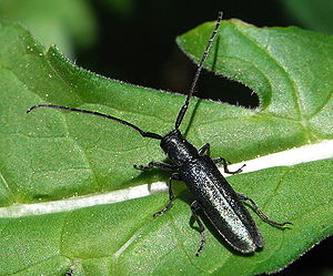 Langhaariger Scheckhornbock Agapanthia intermedia