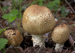 Riesenchampignon (Agaricus augustus)