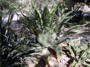 Agave inaequidens subsp. barrancensis