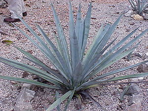 Blaue Agave (Agave tequilana)