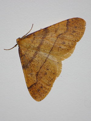 Agriopis aurantiaria.JPG