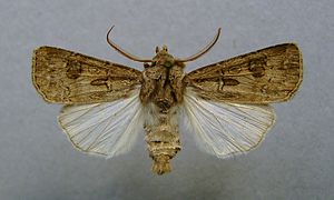 Männlicher Falter der Breitflügeligen Erdeule (Agrotis bigramma)