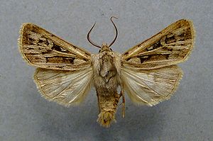 Agrotis fatidica.jpg