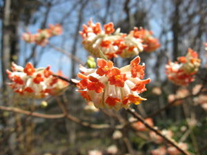 Mitsumata (Edgeworthia chrysantha), Blütenstand