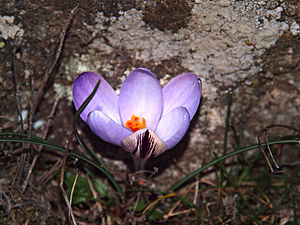 Albertacce Crocus corsicus.jpg