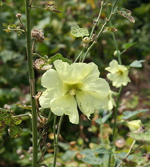 Gelbe Stockrose (Alcea rugosa)