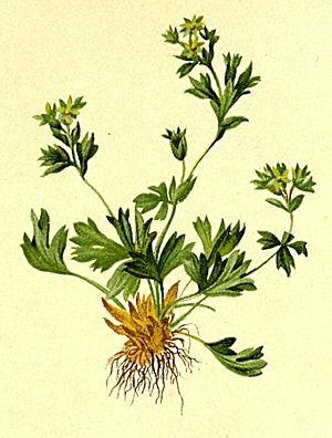 Alchemilla pentaphyllea Atlas Alpenflora.jpg