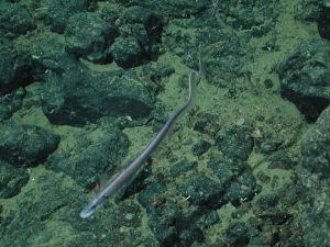 Aldrovandia sp. in 1736 Metern Tiefe über dem Davidson Seamount vor der Küste Kaliforniens.