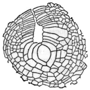 Halidrys siliquosa (Zeichnung)