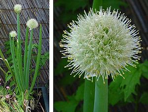 Zwiebel (Allium cepa)