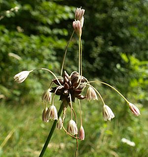 Kohl-Lauch (Allium oleraceum)