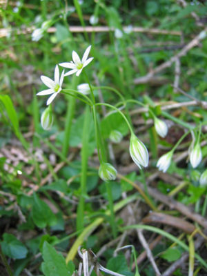Hängender Lauch (Allium pendulinum)