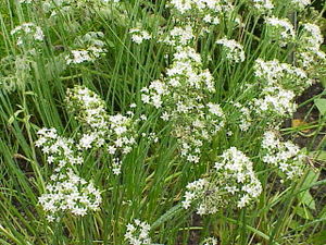 Schnittknoblauch (Allium tuberosum)