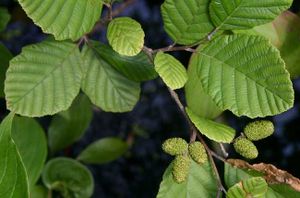 Grauerle (Alnus incana),   Zweig mit Laubblättern und unreifen Fruchtständen