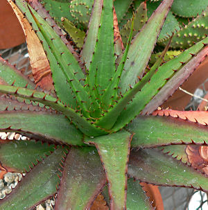 Aloe broomii var. tarkaensis