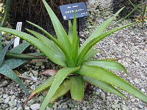 Aloe lineata1.jpg