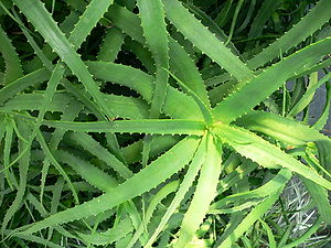 Aloe nyeriensis