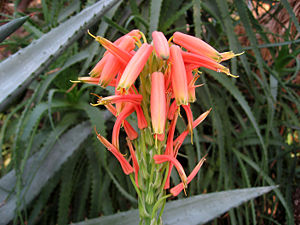 Blüte der Aloe × spinosissima