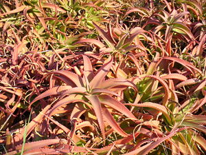 Aloe vanbalenii