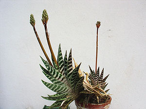 Tiger-Aloe (Aloe variegata), Habitus mit Blütenstand.