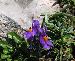 Alpen-Leinkraut (L. alpina)