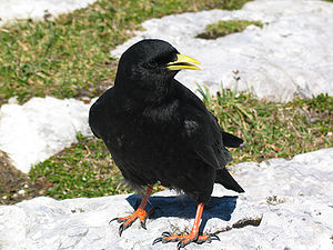 Alpendohle (Pyrrhocorax graculus)