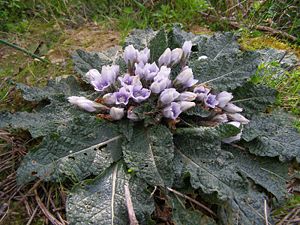 Gemeine Alraune (Mandragora officinarum), Kreta