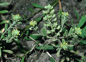 Kelch-Steinkraut (Alyssum alyssoides)