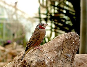 Amadina fasciata -Paignton Zoo, Devon, England -male-8a.jpg