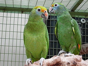 Amazona dufresniana -two captive-8a.jpg