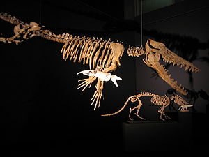 Skelettrekonstruktion von Ambulocetus, im Hintergrund unten Pakicetus