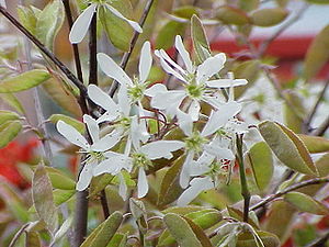Amelanchier lamarckii (Syn. A. grandiflora)
