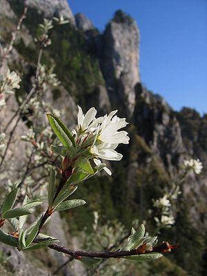 Gewöhnliche Felsenbirne (Amelanchier ovalis), Blüten