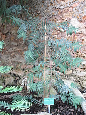 Amentotaxus formosana (Jardin des Plantes de Paris).jpg
