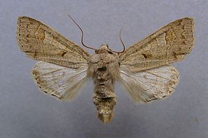 Graubraune Frühherbsteule (Ammoconia caecimacula) ♂