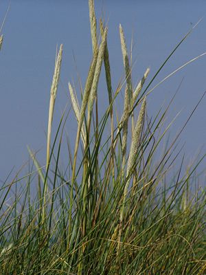 Gewöhnlicher Strandhafer (Ammophila arenaria)
