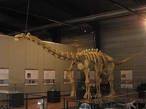 Skelettrekonstruktion von Ampelosaurus atacis