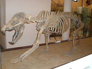 Amphicyon ingens, im American Museum of Natural History in New York.