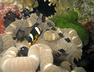 Noppenrand-Anemone mit Clarks Anemonenfisch und jungen Dreifleck-Preußenfischen.