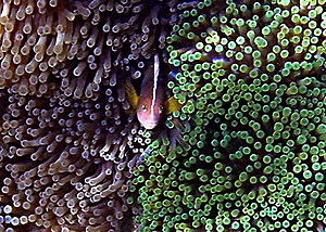 Weißrücken-Anemonenfisch zwischen zwei farblich unterschiedlichen Mertens Anemonen