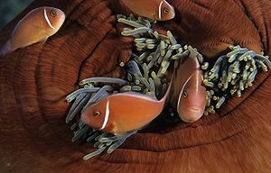 Amphiprion perideraion in Anemone.jpg