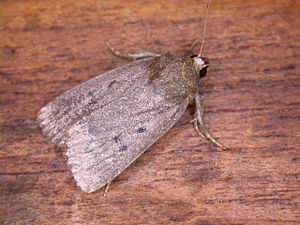 Amphipyra tragopoginis.jpg