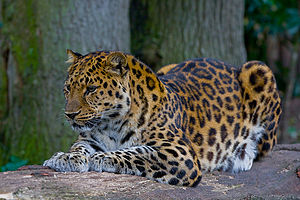 Amurleopard