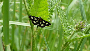 Anania funebris