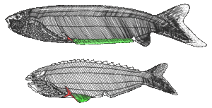 Pharyngolepis (oben), Rhyncholepis (unten), rot: dreispitziger Stachel, grün: ventraler Flossensaum