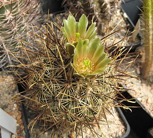 Sclerocactus scheeri